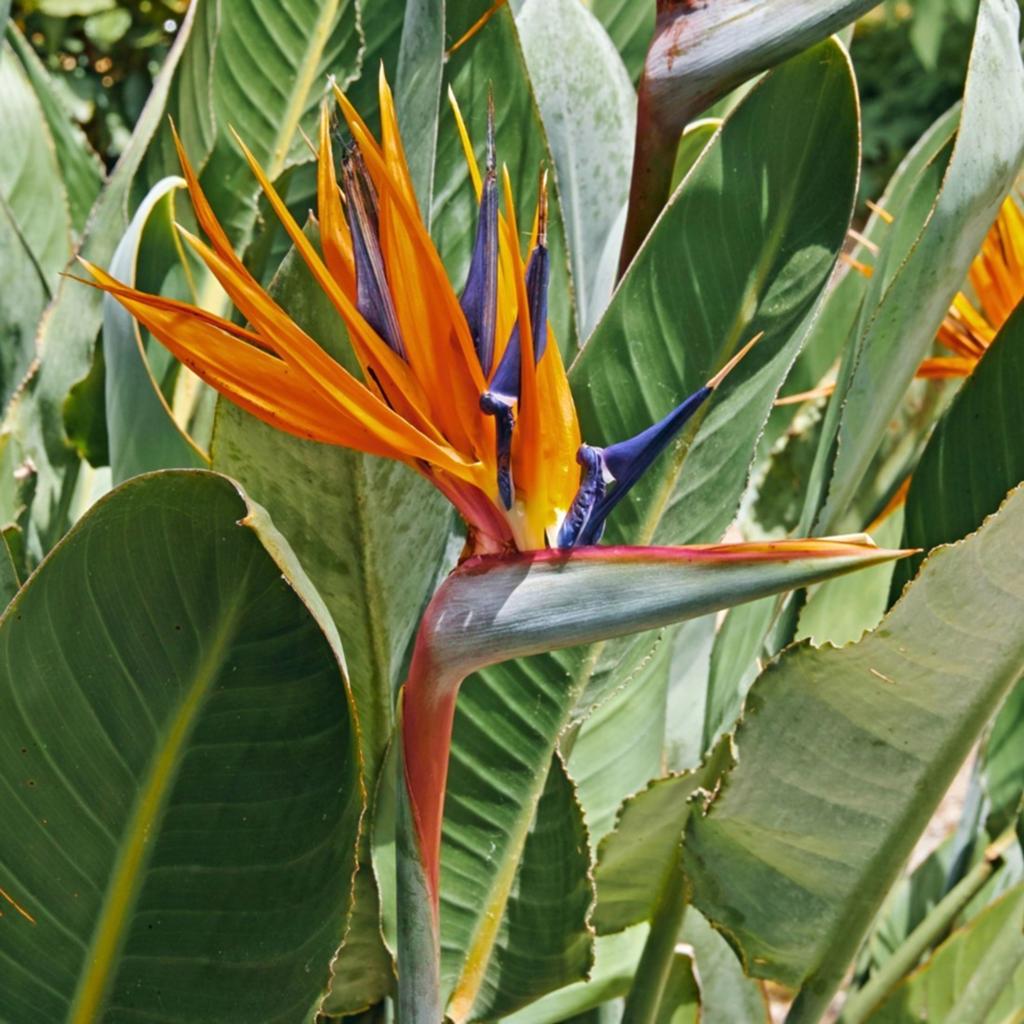 Strelitzia Reginea, Ophalen of Verzenden, Zomer