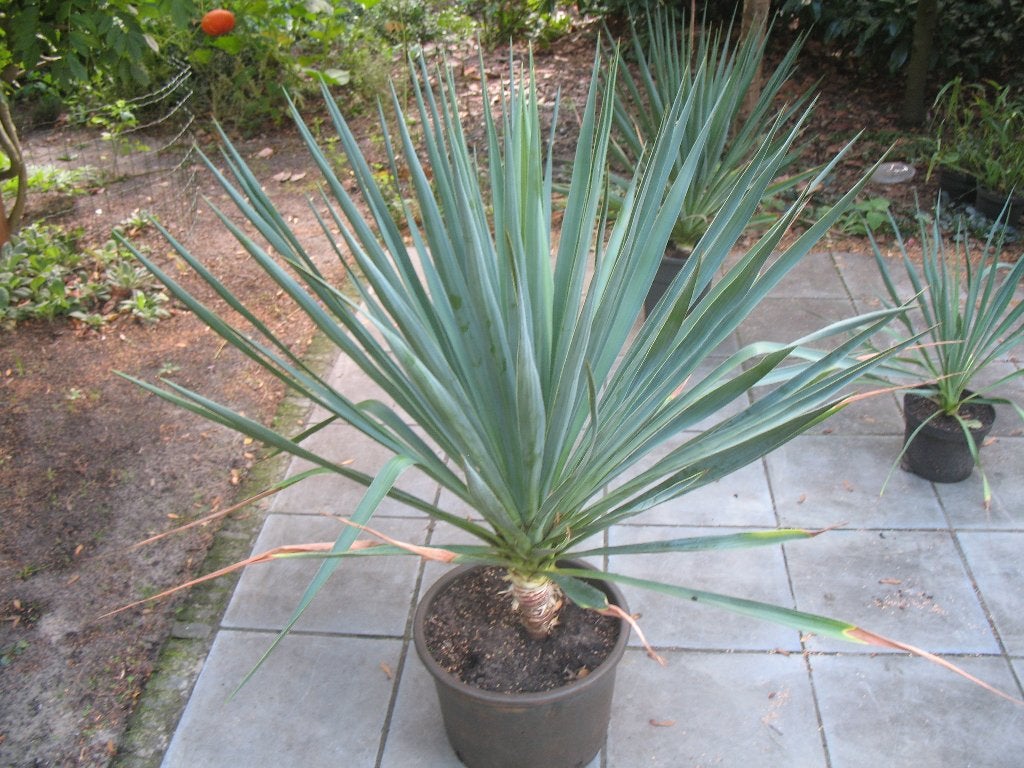 Yucca filamentosa palmlelie in grotere pot,winterhard, Enlèvement