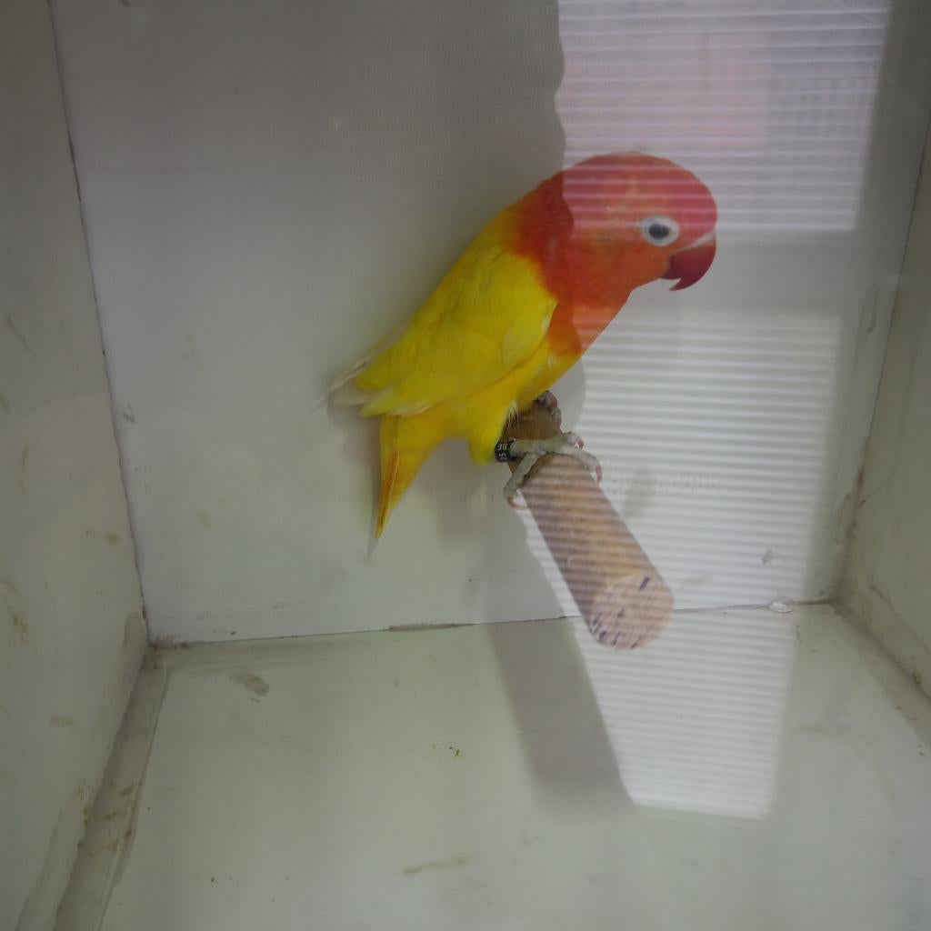 Fischeri, Dwergpapegaai of Agapornis, Geringd
