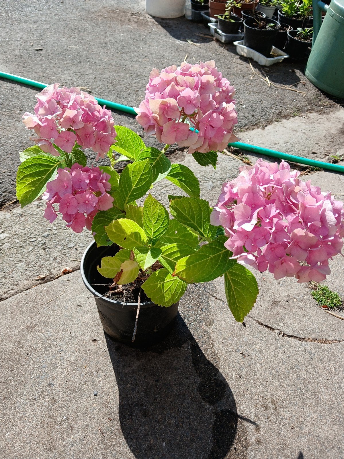 Hortensia, Enlèvement