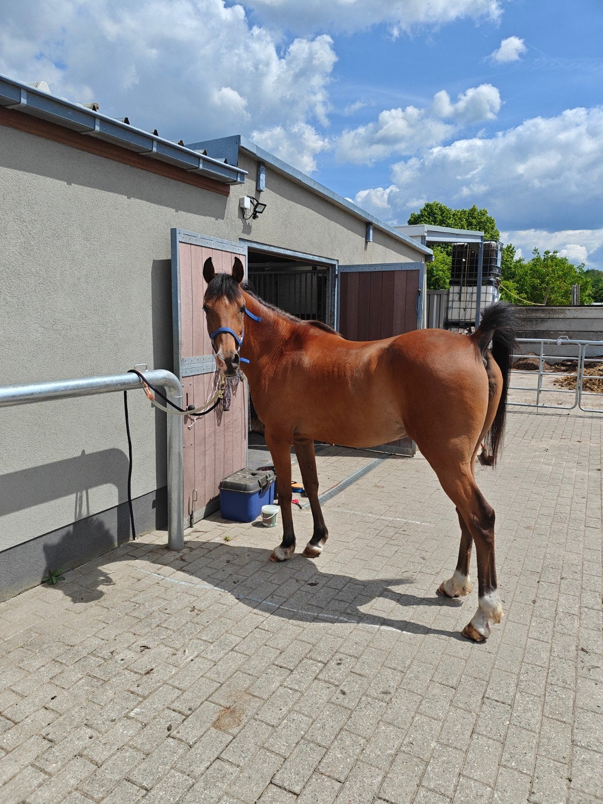 Lieve, werklustige arabisch volbloed/arabier van 2011., Dieren en Toebehoren, Pony's, Ruin, Zadelmak, E pony (1.48m - 1.57m), Recreatiepony