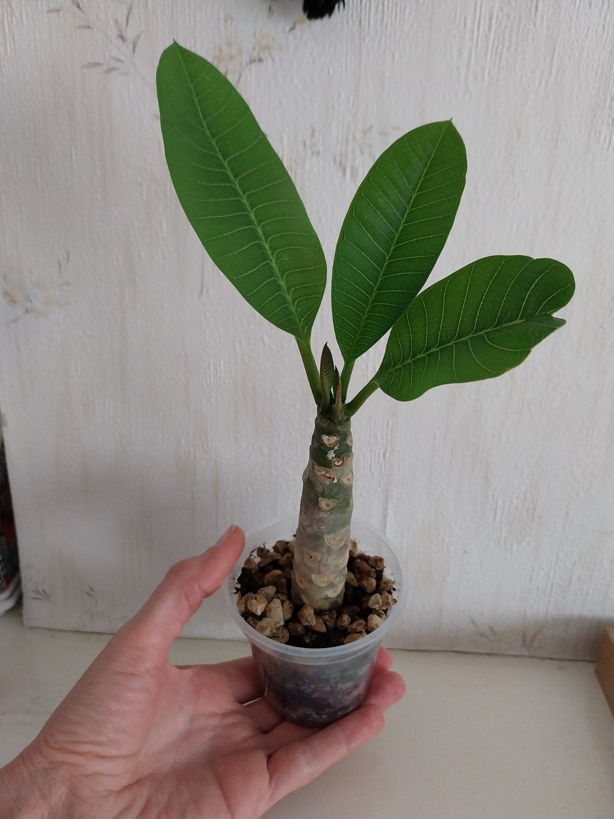 Plumeria rubra (Frangipanier), blanc, Enlèvement ou Envoi