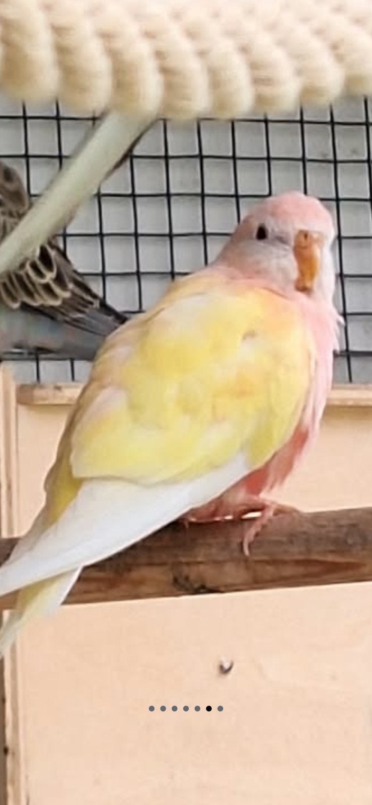 Mooie Bourkes… wildkleur roze en geel, Plusieurs animaux, Perruche, Bagué
