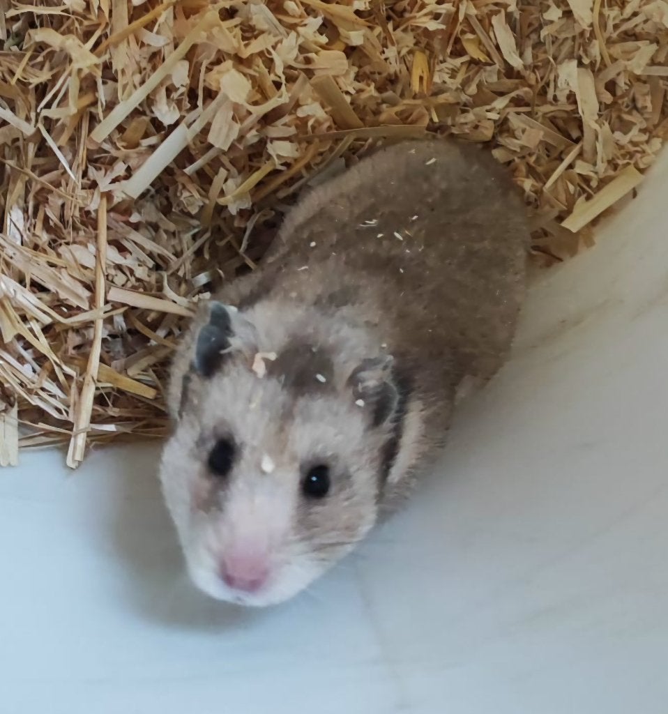 goudhamster, Syrische hamster vrouw, Animaux & Accessoires, Juin, Femelle, Hamster