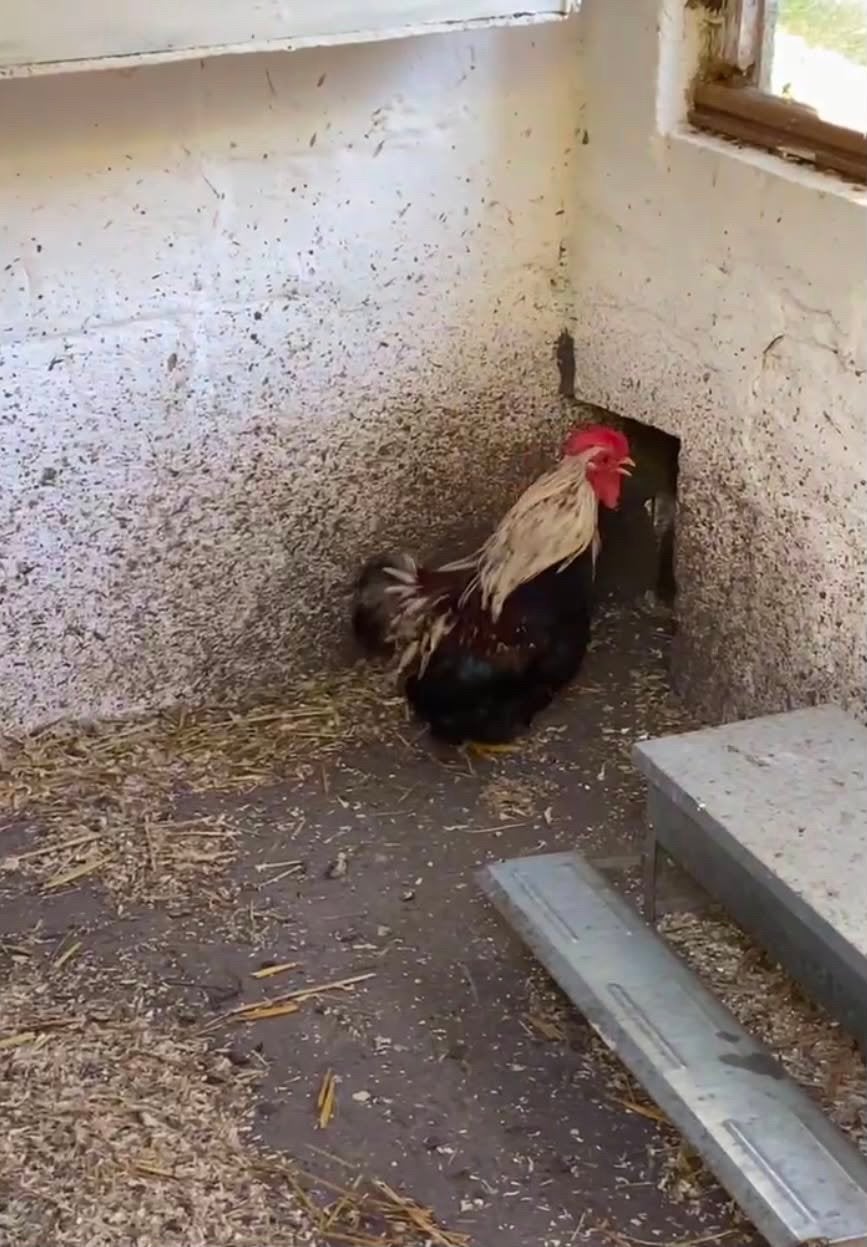 cochin/bantam de pékin coloris saumon de 2025 à vendre, Dieren en Toebehoren, Pluimvee, Mannelijk, Kip