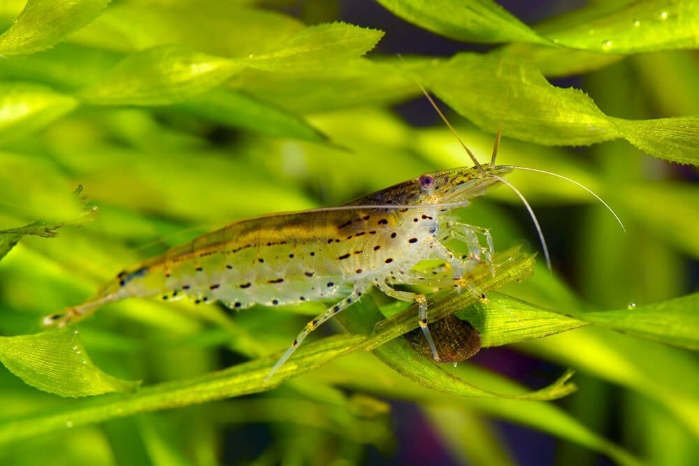 17 crevettes cardinina mutlidentata, Enlèvement