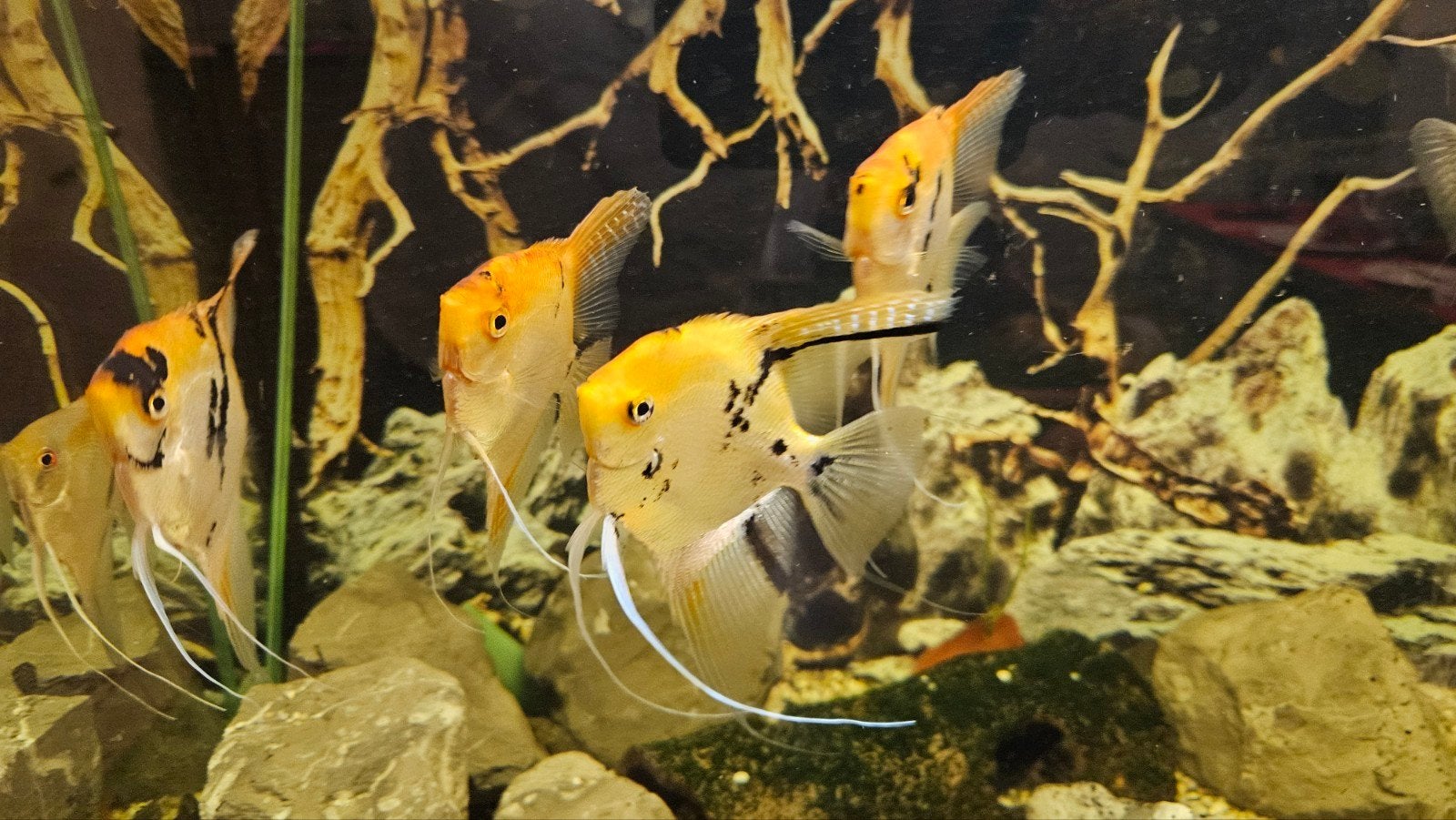 Aquarium vissen, Ophalen