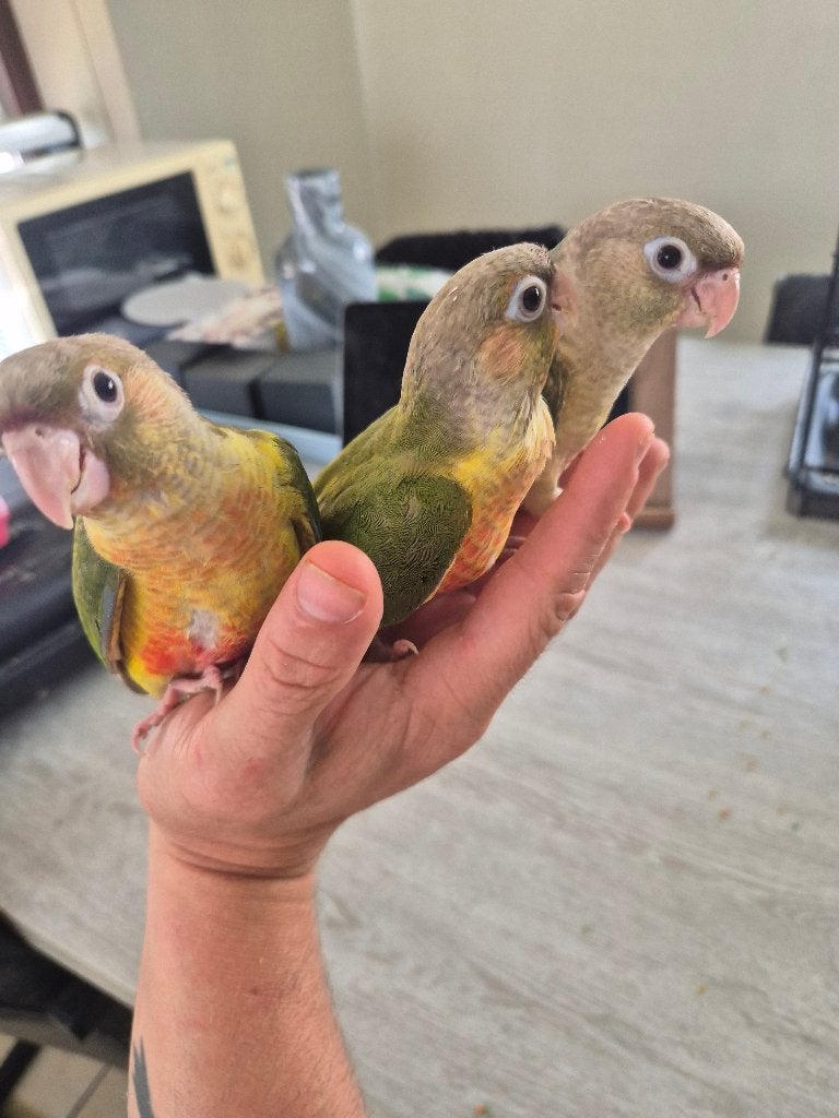 3 handtamme pyrrura's 2x Moline 1x turqoise, Sexe inconnu, Perroquet, Domestique