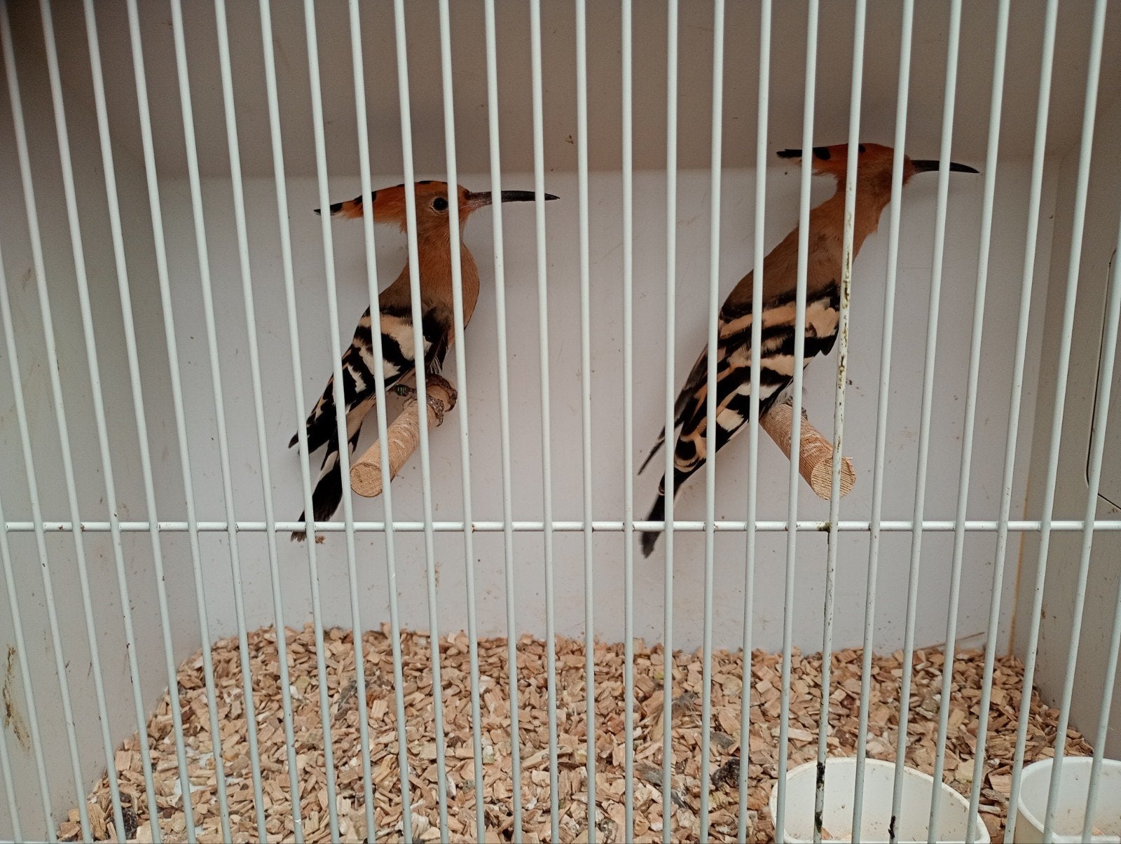 Hop man 2026, Dieren en Toebehoren, Mannelijk, Wildzangvogel, Geringd