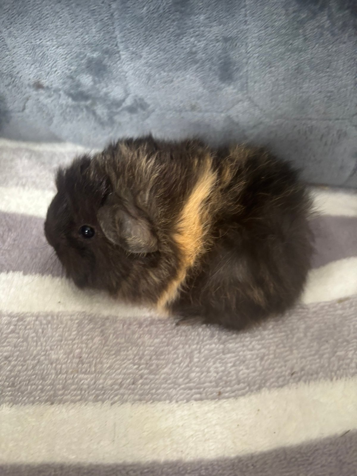 Peruvian cavia beertje. 4 september geboren., Septembre, Mâle, Cobaye