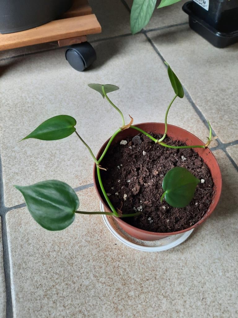 Philodendron hederaceum stekje, Huis en Inrichting, Kamerplanten, Ophalen, Overige soorten, Halfschaduw, In pot