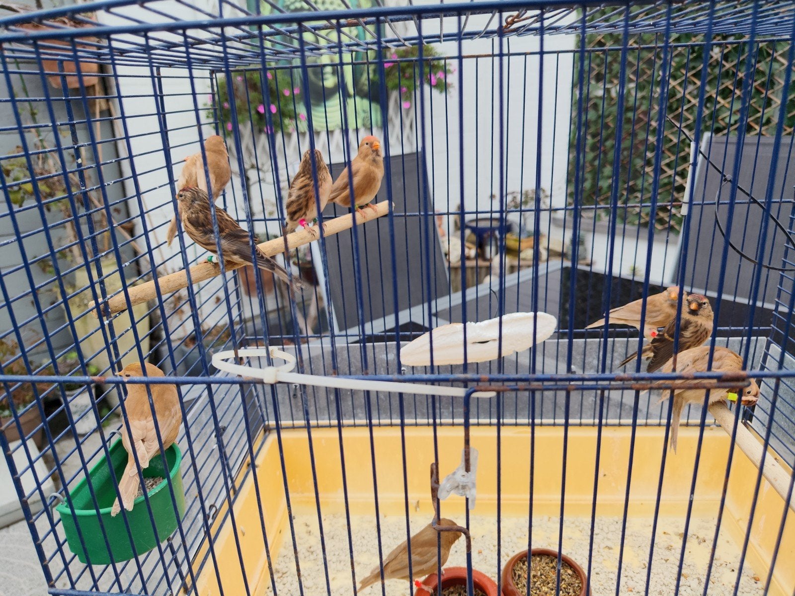 barmsijzen 2026, Dieren en Toebehoren, Geringd