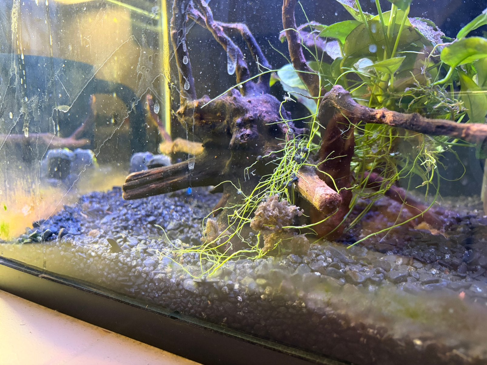 Aquarium 30 x 30 x 30 + toebehoren, Dieren en Toebehoren, Vissen | Aquariumvissen