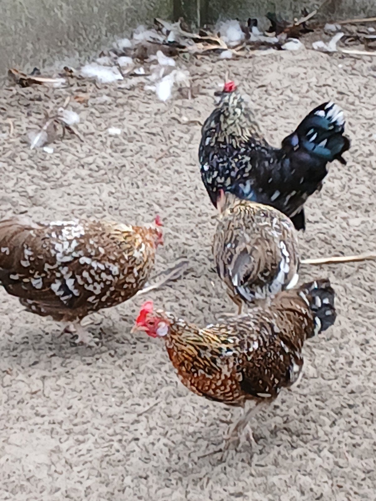 Verse broedeieren van gemengde toom kippen, Dieren en Toebehoren, Meerdere dieren, Kip