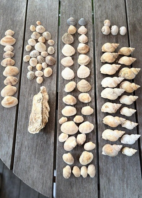 Mooie schelpenverzameling, Ophalen