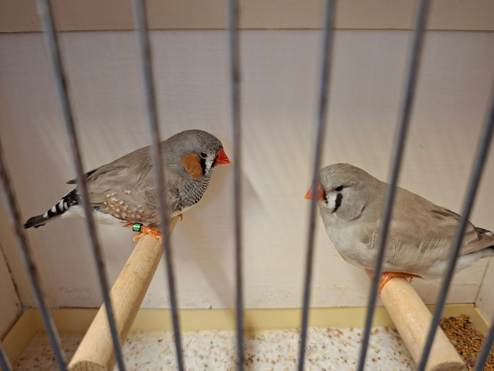 Zebravinken bleekruggrijs, Dieren en Toebehoren, Geringd