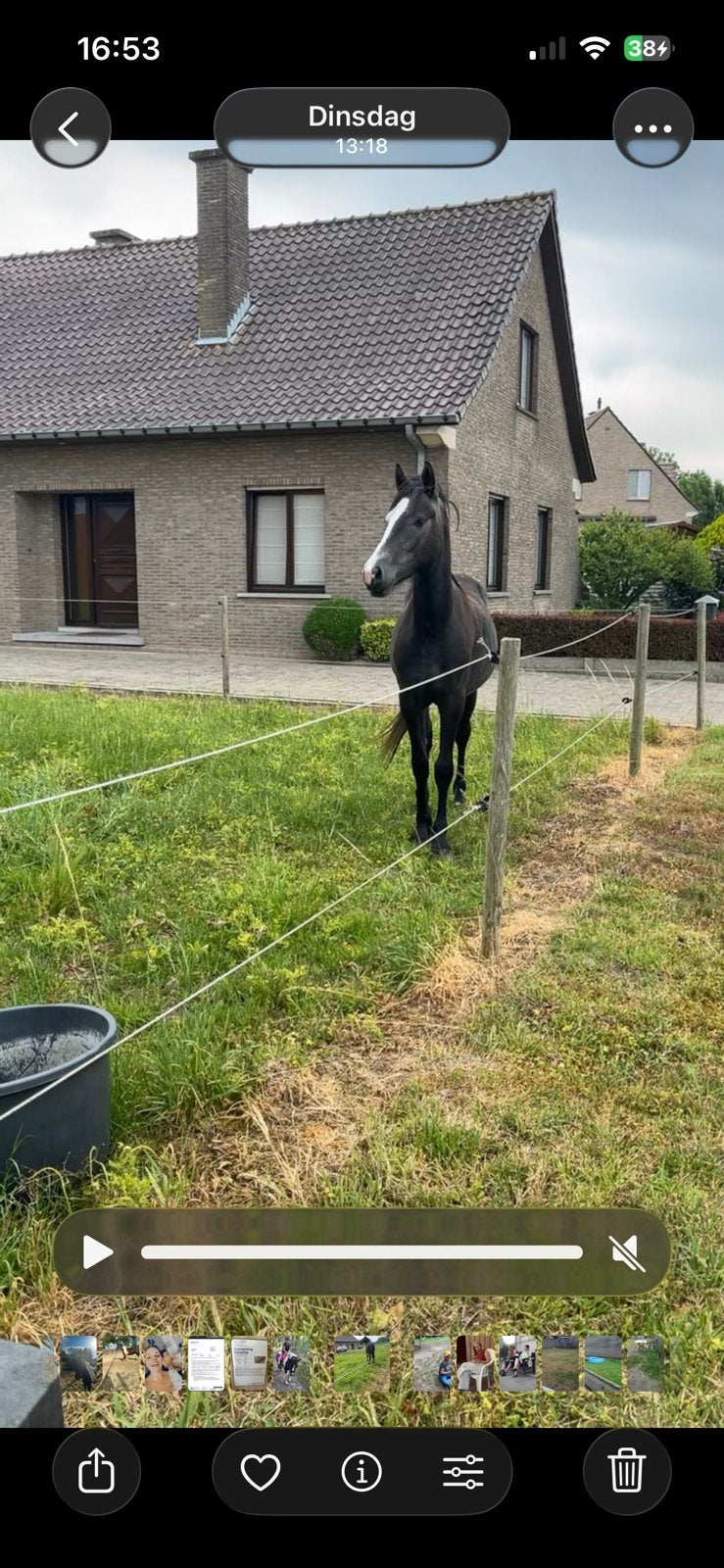 Super lieve 2 jarige schimmel hengst, Animaux & Accessoires, Poneys, Vermifugé, Poney D (1.37 m à 1.48m), Étalon, 0 à 2 ans