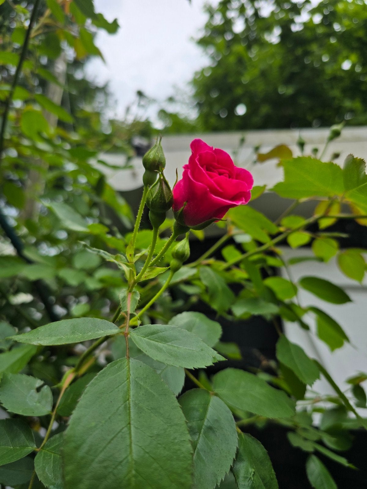 Tuinman regio Overijse, Tuin en Terras, Ophalen