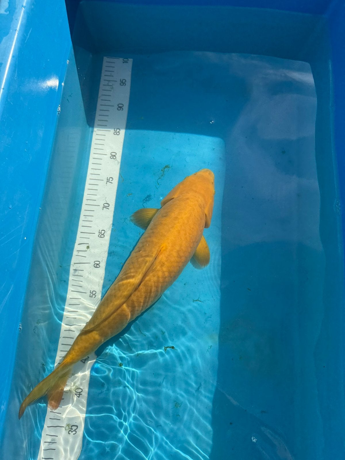 Japanse Chagoi Koi ( +- Vrouwelijk, ca. 45 cm) - Kim's Koi, Dieren en Toebehoren, Vissen | Vijvervissen