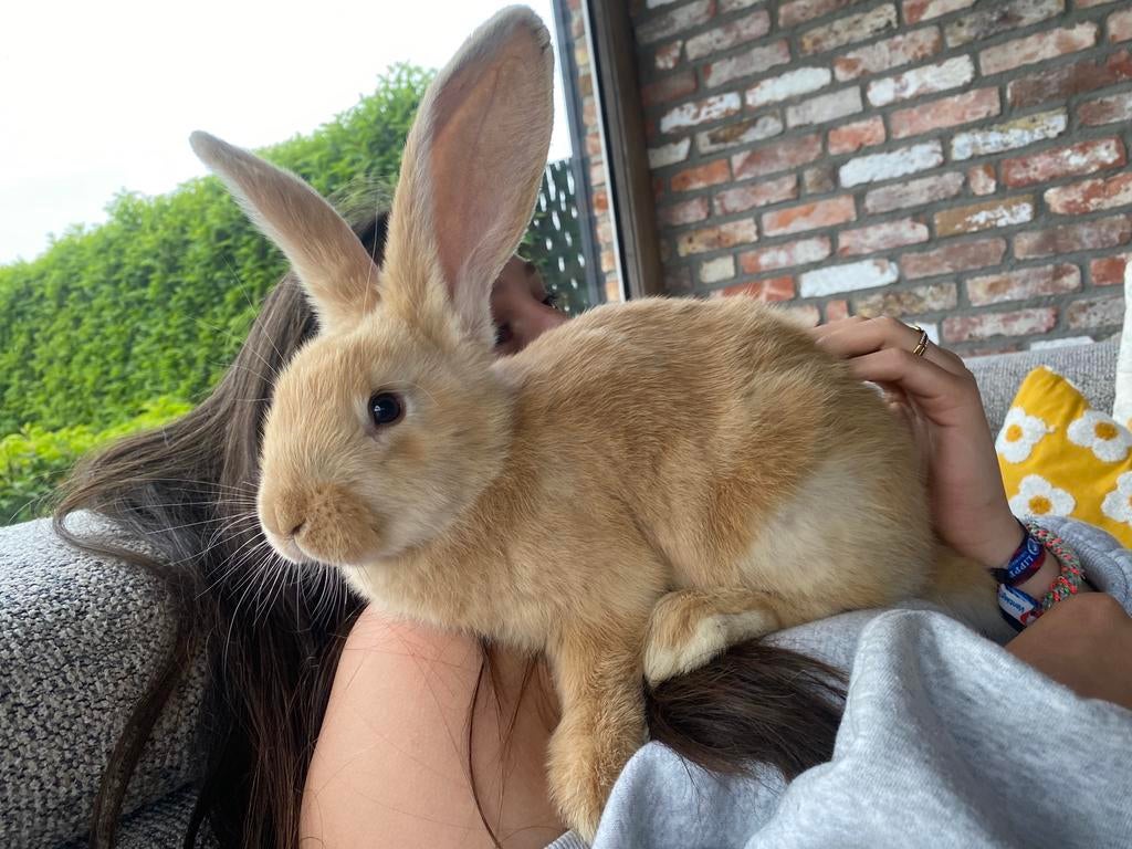Tamme Raszuivere Vlaamse reus, Dieren en Toebehoren, Konijnen, Meerdere dieren, Groot, 0 tot 2 jaar