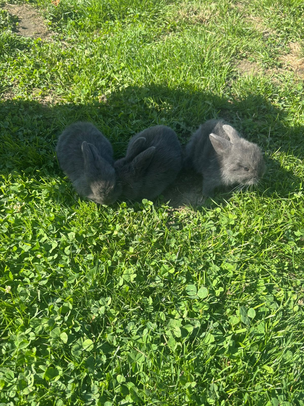 Baby dwerg konijntjes, Dieren en Toebehoren, Dwerg, 0 tot 2 jaar
