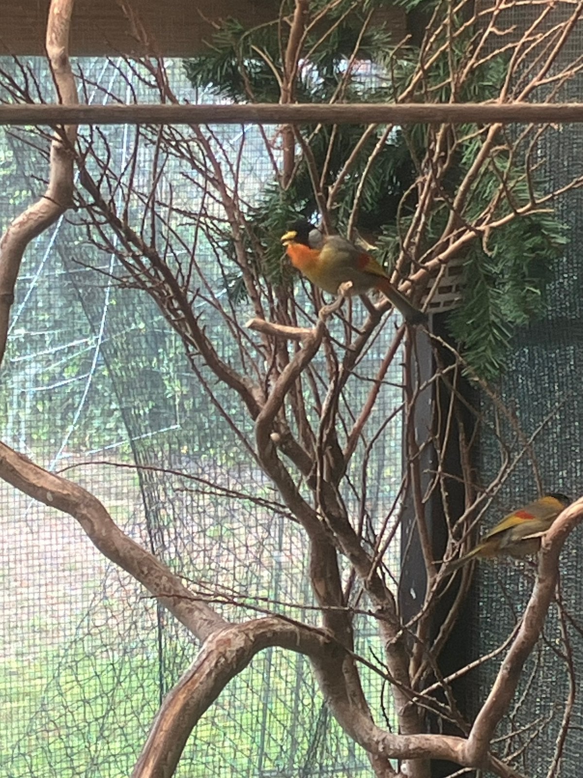 Zilveroornachtegalen, Dieren en Toebehoren, Meerdere dieren, Tropenvogel, Geringd