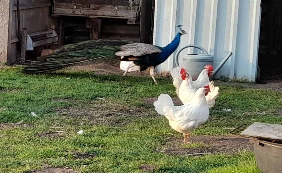Blauwe pauwen te koop, Meerdere dieren, Overige soorten