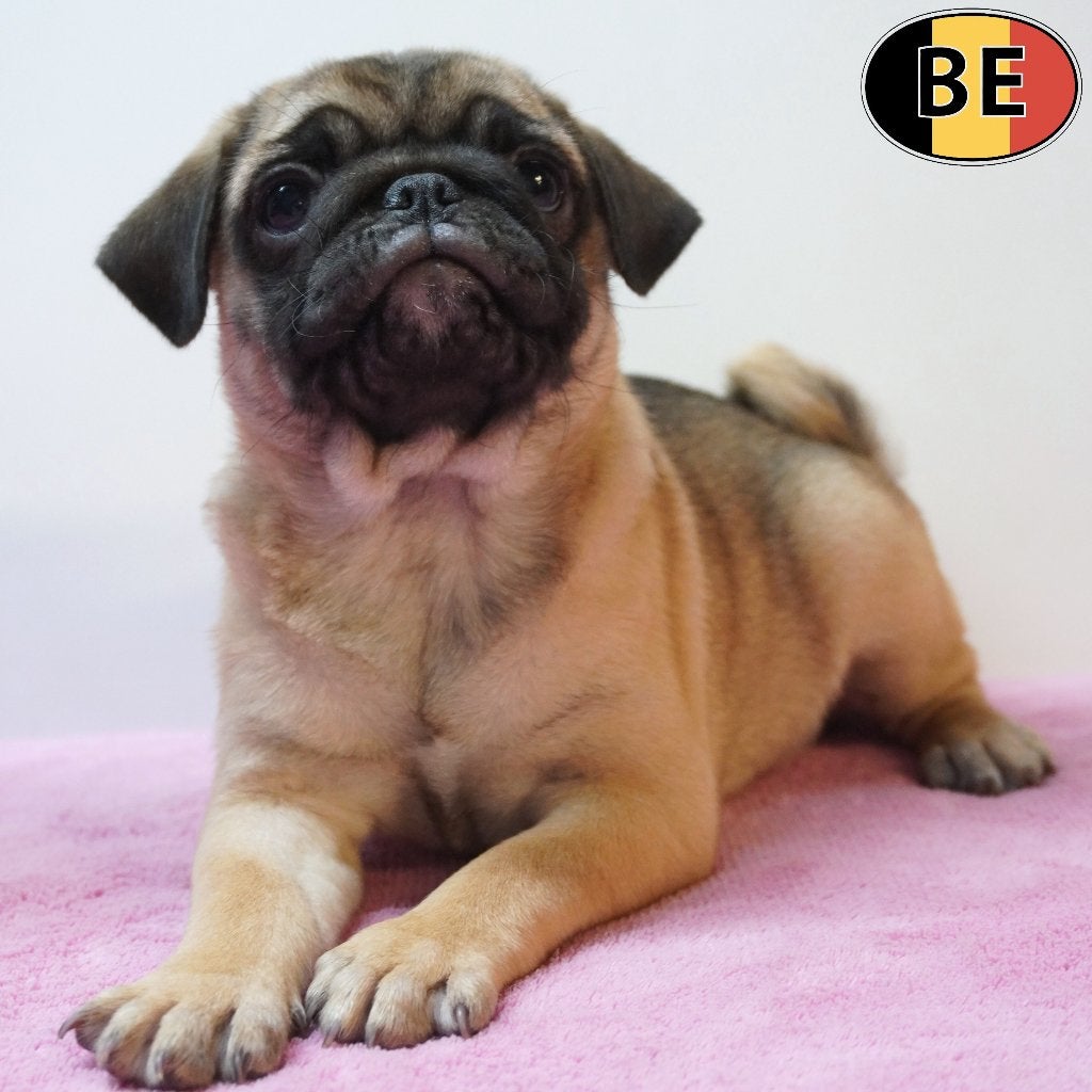 Chiots Carlin à vendre (nés en Belgique), Animaux & Accessoires, Commerçant, Autres races, 8 à 15 semaines, Plusieurs