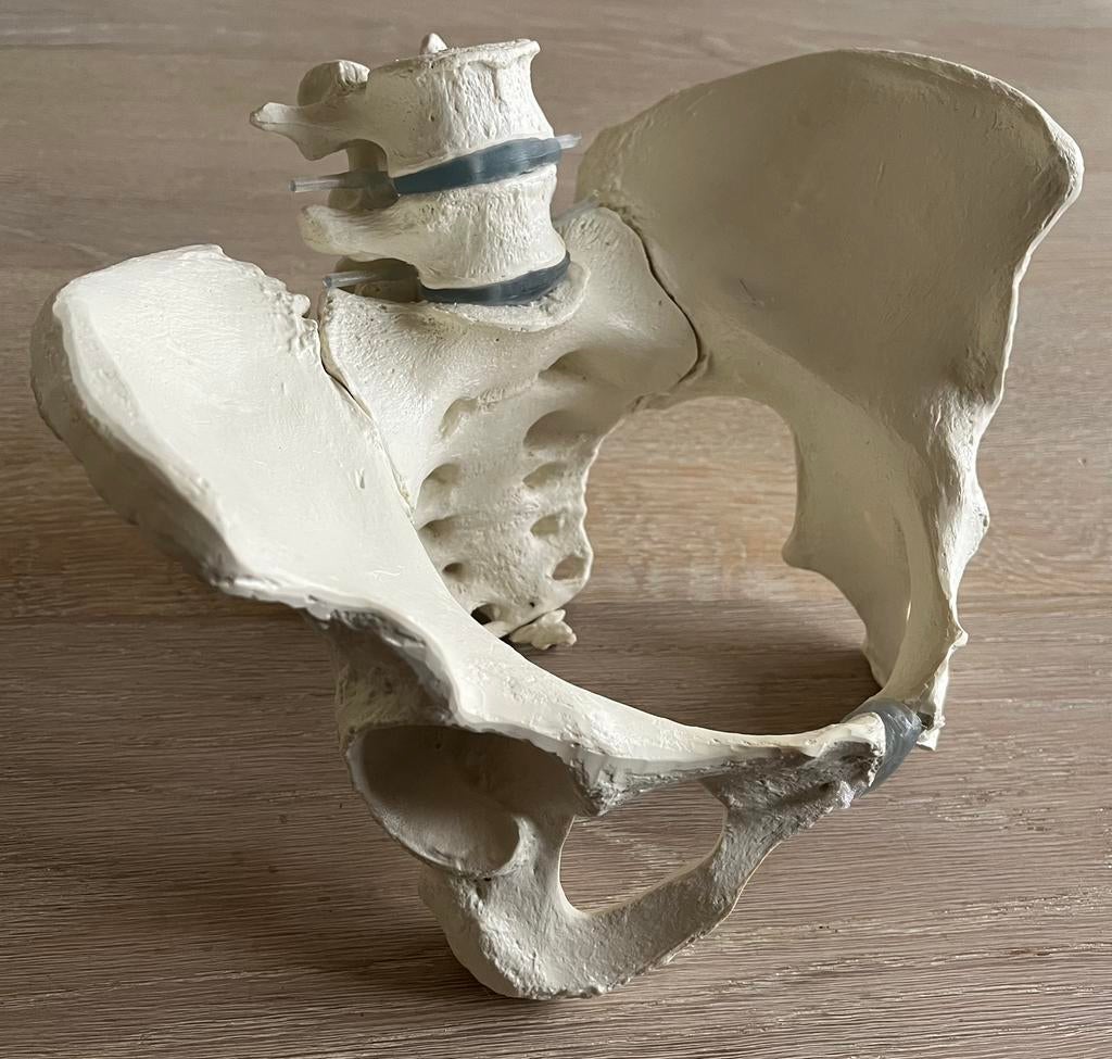 Anatomisch bekken met 2 lendewervels, Ophalen, Zo goed als nieuw