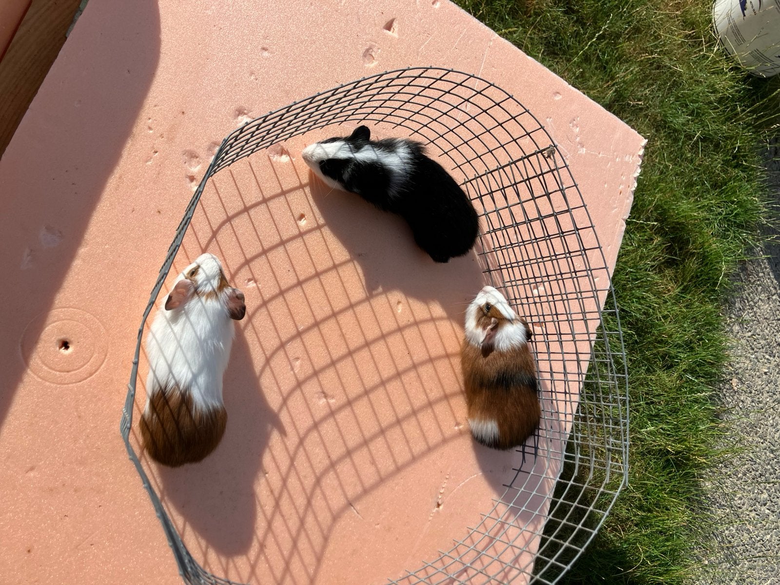 Cavia mannetjes, Animaux & Accessoires, Rongeurs, Juin, Mâle, Cobaye