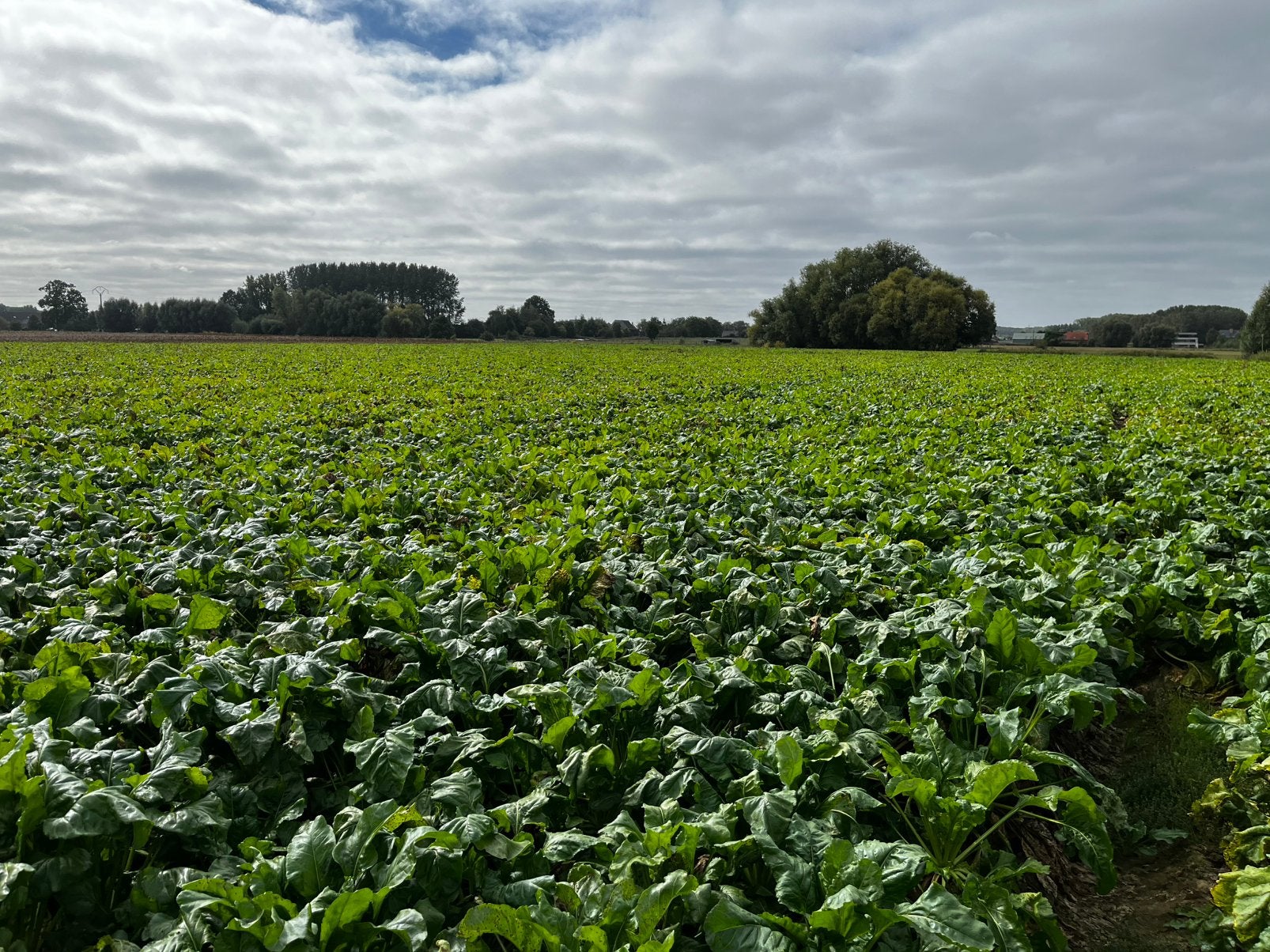 Voederbieten Rialto, Dieren en Toebehoren, Ophalen, Vee