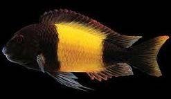 Wildvang kweekgroep Tropheus moorii ikola!!!, Animaux & Accessoires, Poissons | Poissons d'aquarium, Poisson d'eau douce, Banc de poissons