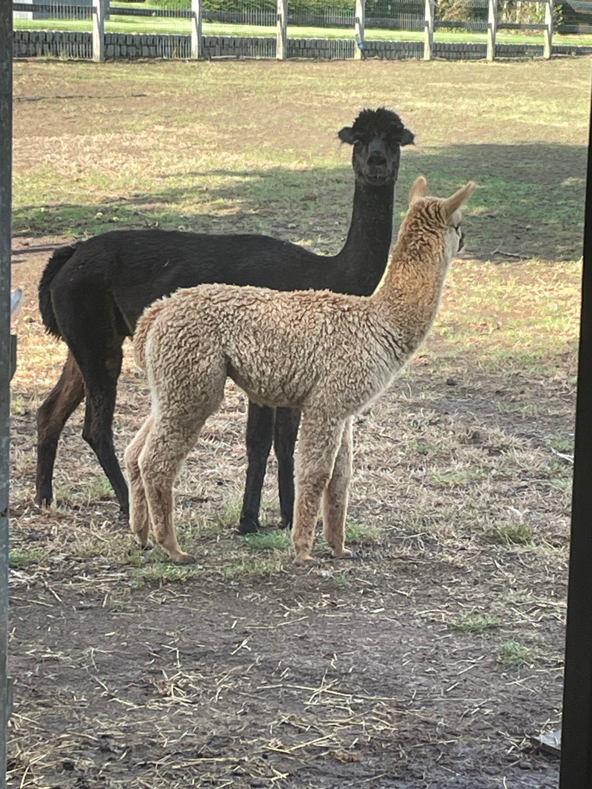 Alpaca merrie met hengste veulen, Dieren en Toebehoren, April, Vrouwelijk