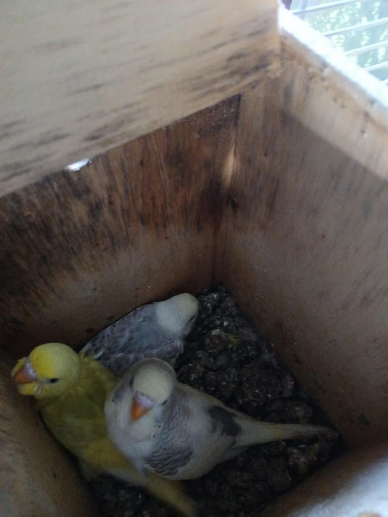 Jonge grasparkieten,  net uigevlogen,  2 blauwe, Dieren en Toebehoren, Vogels | Parkieten en Papegaaien
