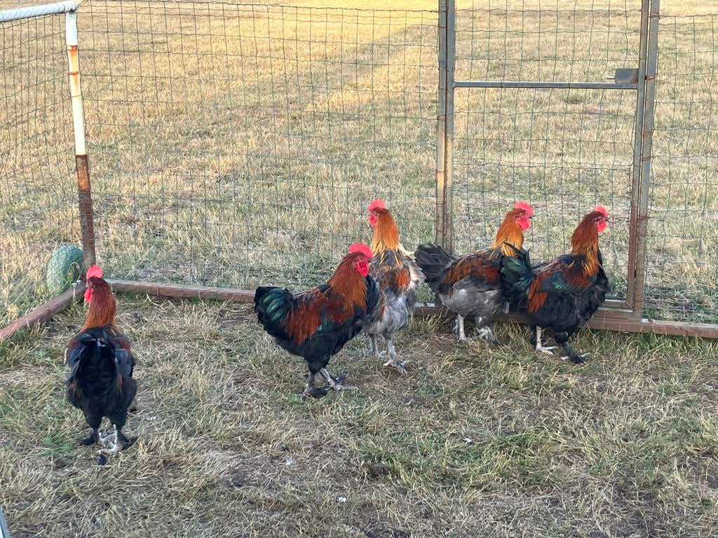 Les coqs de Maran nés à l'été 2025, Mâle, Poule ou poulet