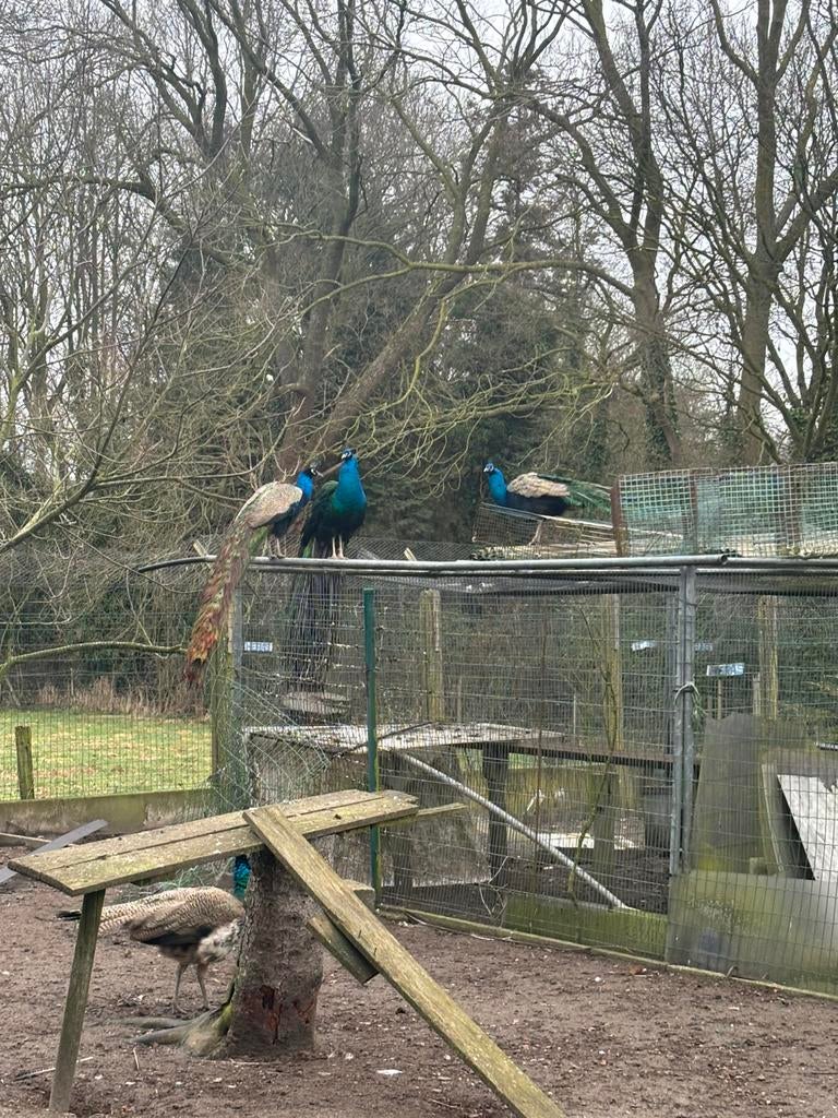 Pauwen (koppels), Dieren en Toebehoren, Meerdere dieren, Overige soorten