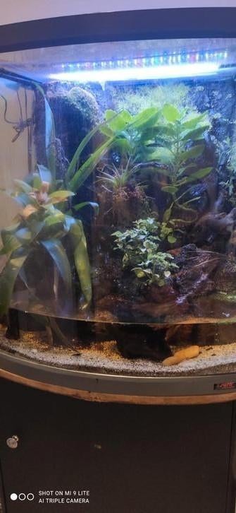 Terrarium tropical complet – Un coin de nature chez vous, Ophalen, Gebruikt, Terrarium of Paludarium