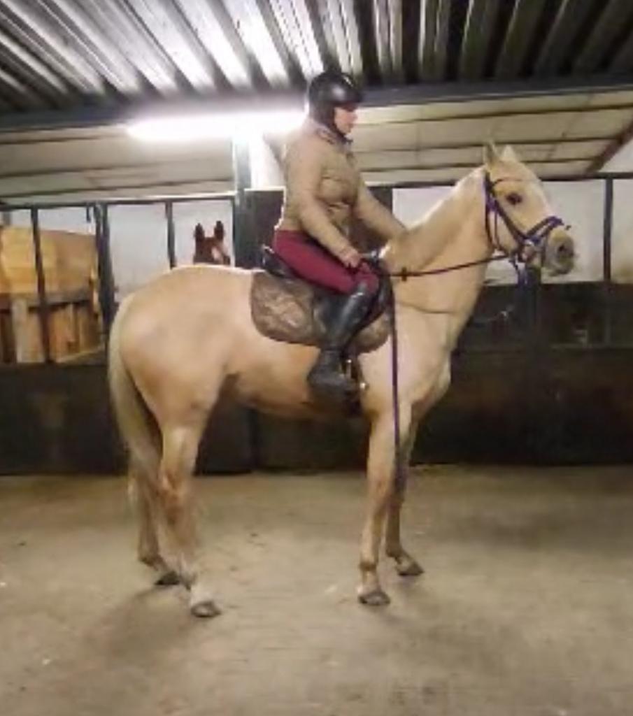 Paarden en pony’s gezocht voor verkoop, Dieren en Toebehoren, Paarden, B
