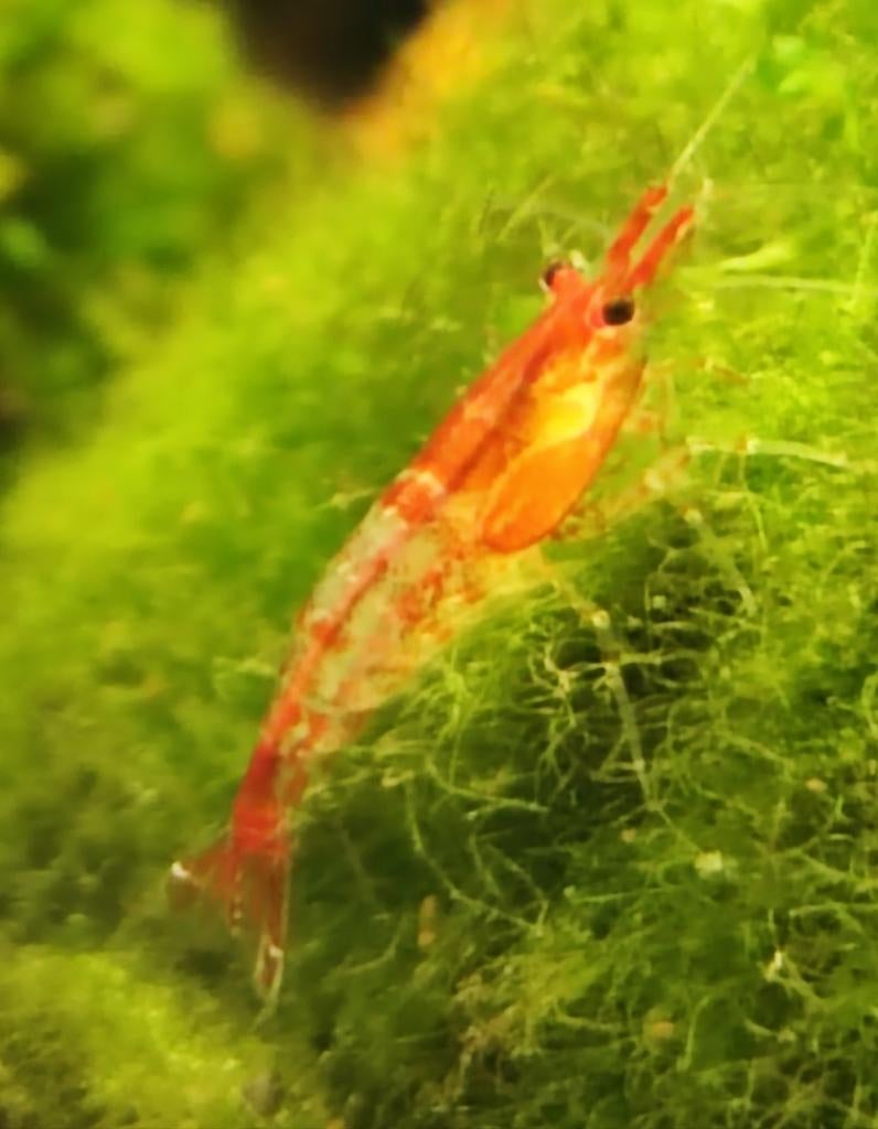 Vuurgarnalen., Dieren en Toebehoren, Kreeft, Krab of Garnaal, Zoetwatervis
