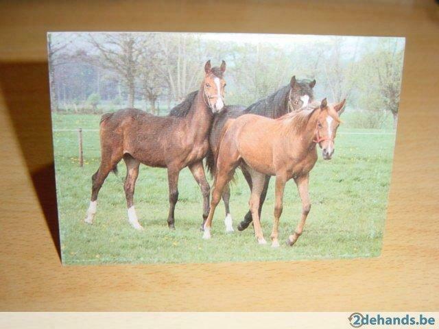 Zakkalender paarden, Ophalen of Verzenden