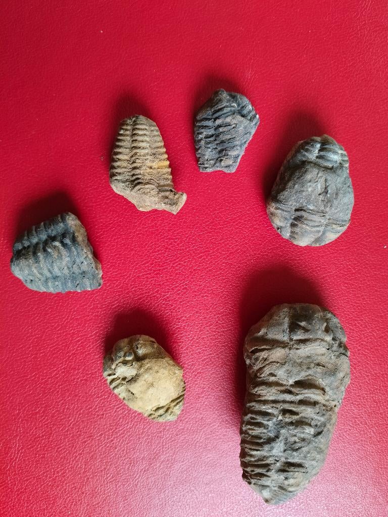 Trilobieten lot, Ophalen of Verzenden, Fossiel