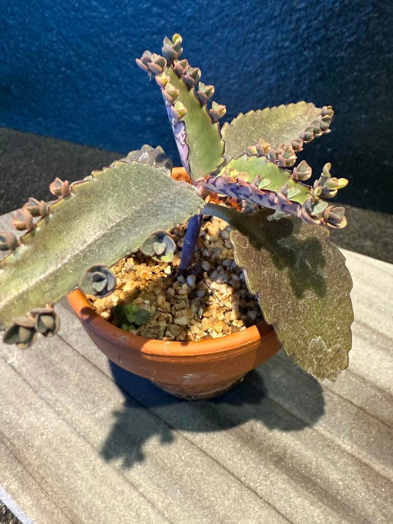 Mini bommenwerper - Kalanchoë daigremontiana, Ophalen