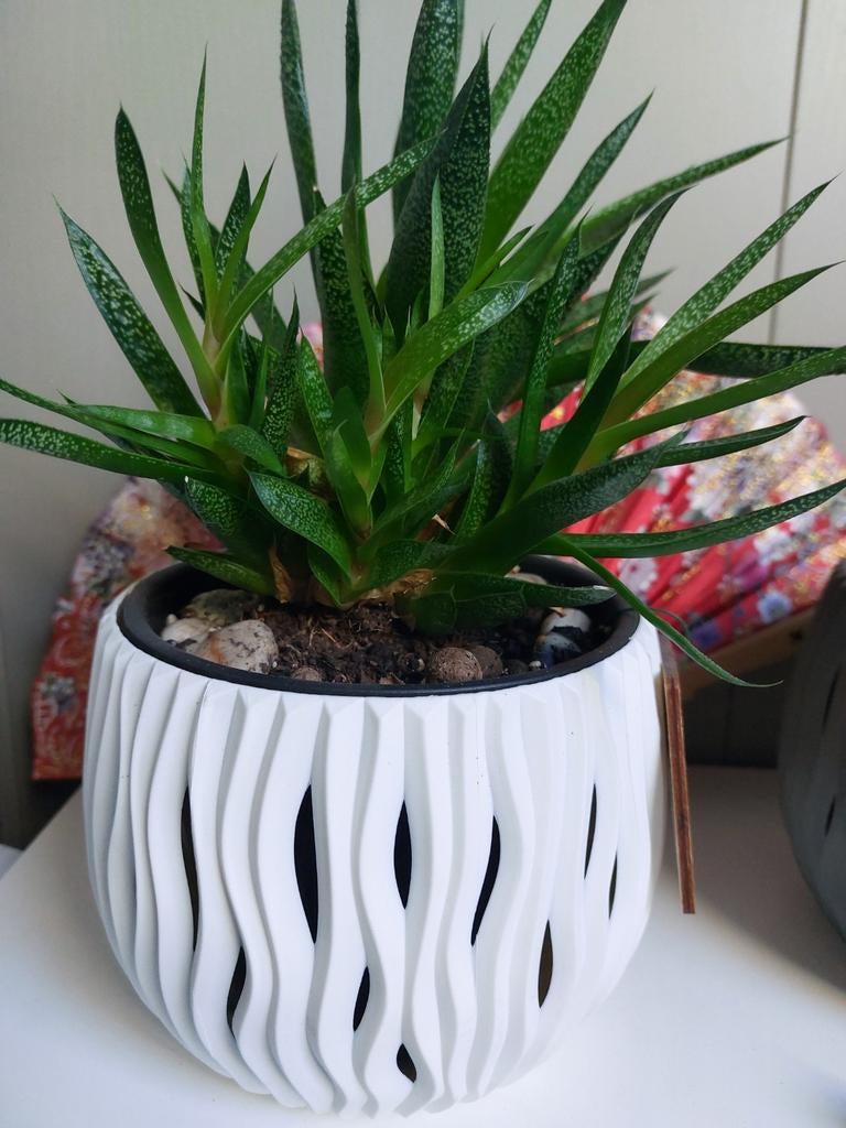 plantes succulentes, Plante verte, Enlèvement, Plante succulente, Ombre partielle
