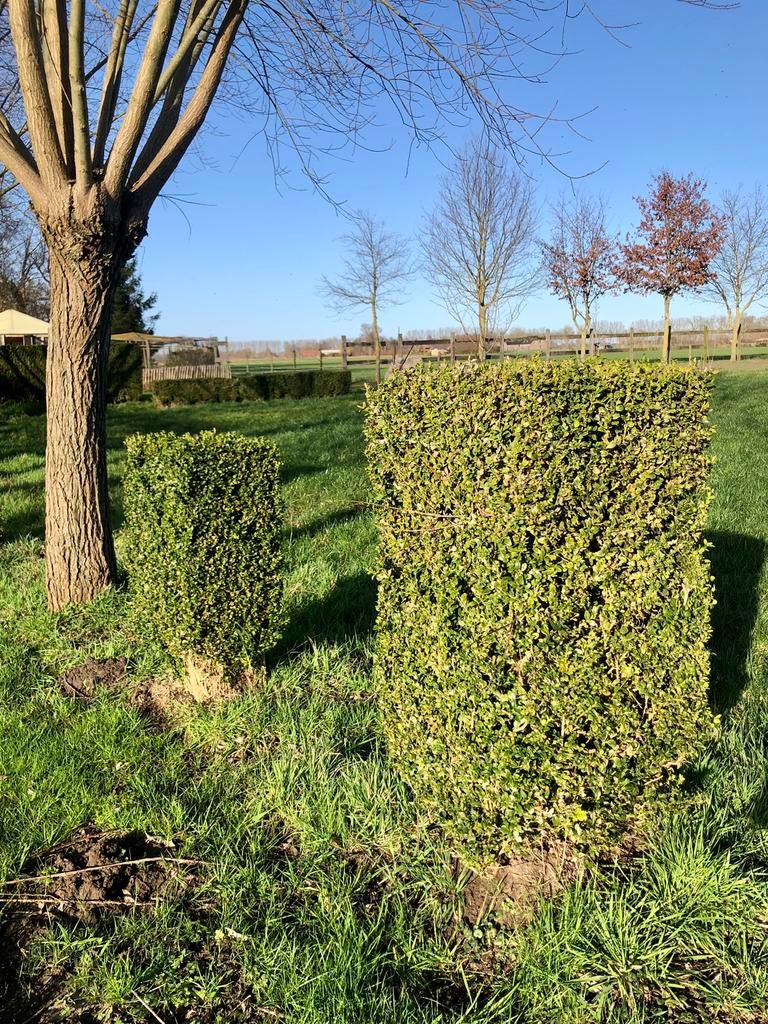 Gezonde buxussen, Ophalen, Buxus, Struik, 100 tot 250 cm