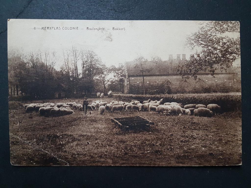 Postkaart Merksplas Merxplas Colonie Bakkerij Schaap Schapen, Enlèvement ou Envoi, 1920 à 1940, Affranchie, Anvers