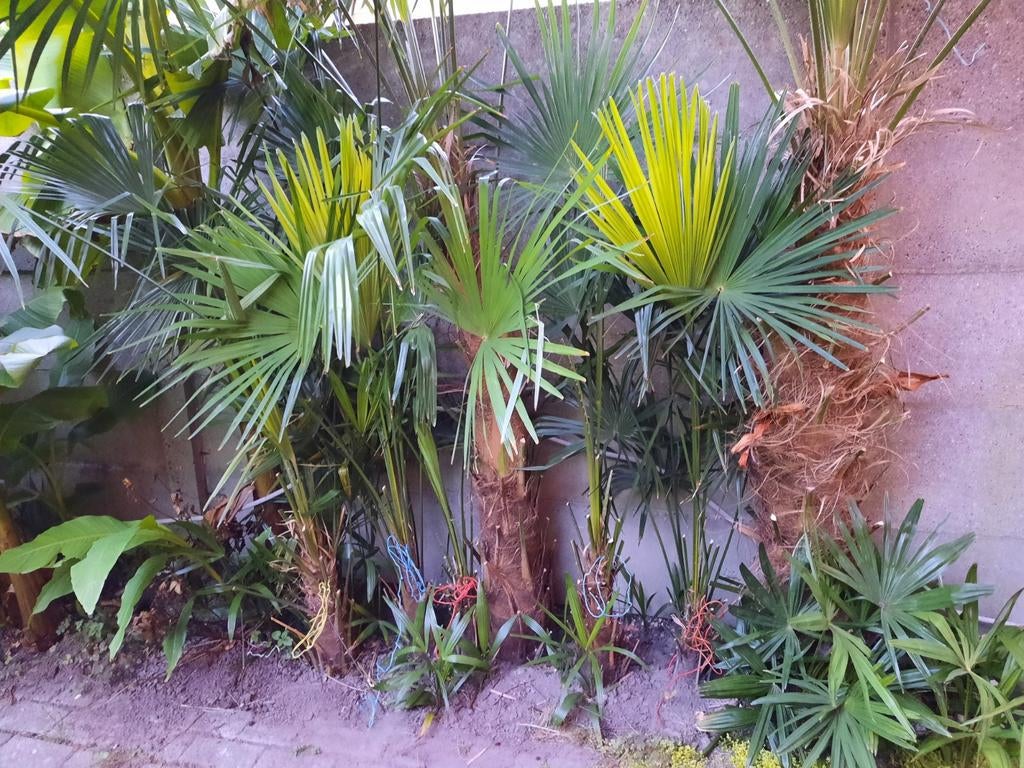 WondermooieTrachycarpus Fortunei palmboom, Enlèvement ou Envoi, Palmier