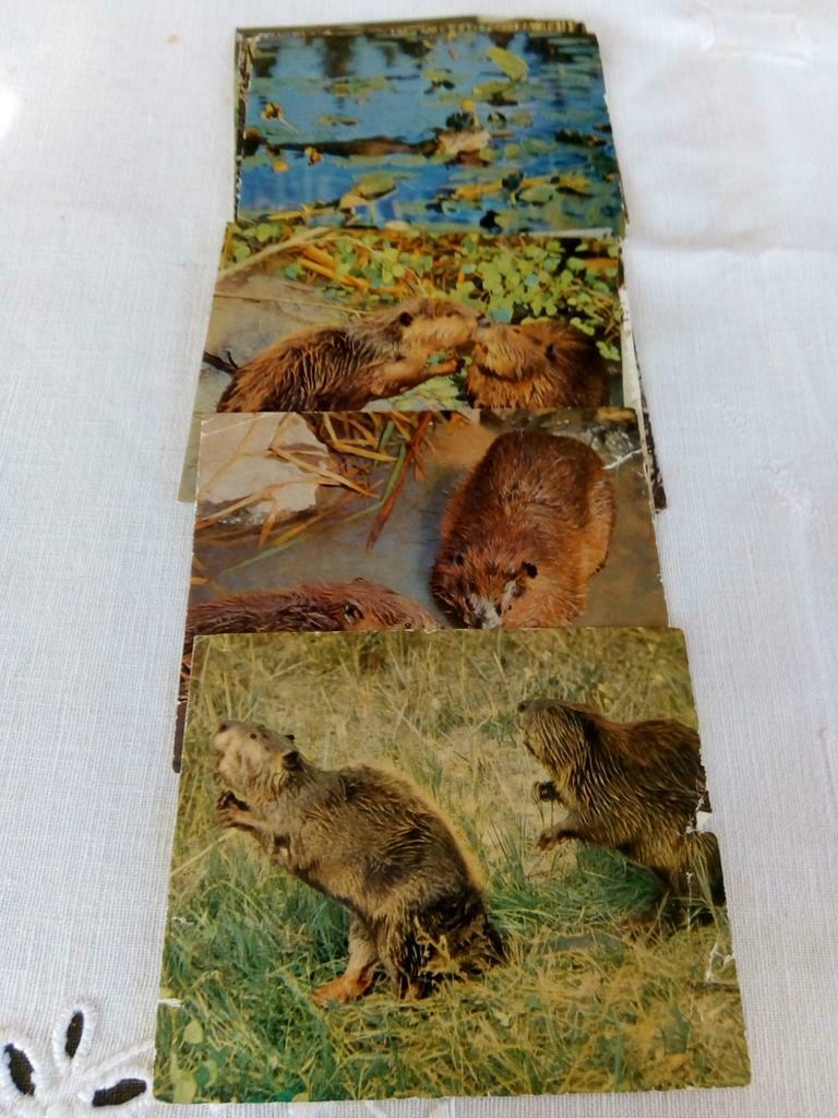 Couvreur Walt Disney de bevervallei 10 verschillende, Collections, Enlèvement ou Envoi