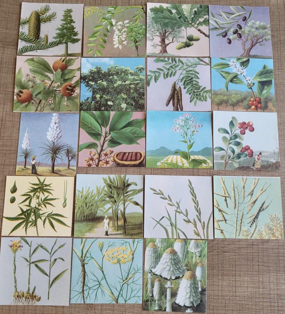 19 oude prentjes: bomen, planten, zaden, zwammen, Ophalen of Verzenden, Gebruikt, Natuur, Prent
