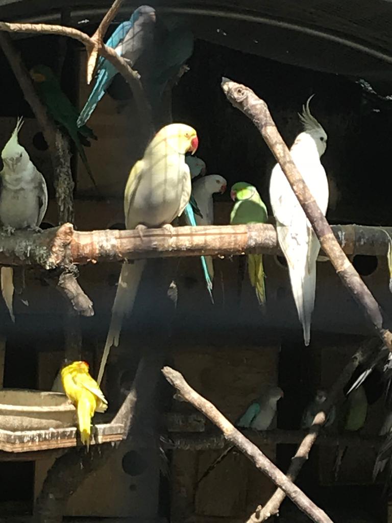 Perroquets, Animaux & Accessoires, Bagué