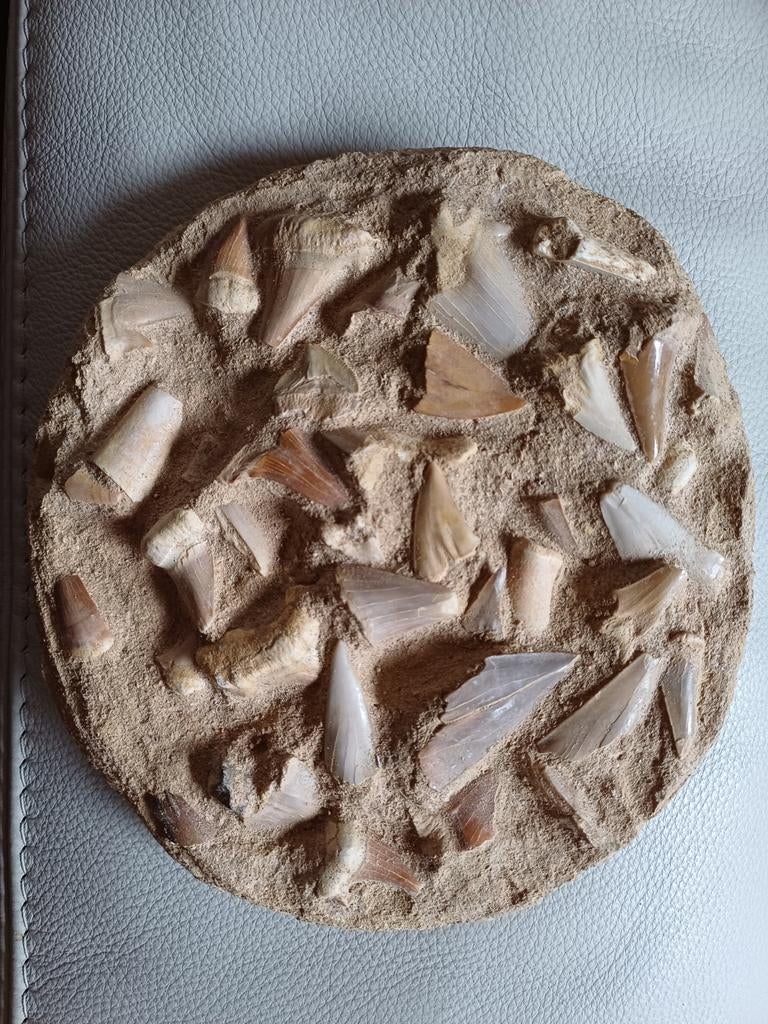 Composition des dents de requin - 1 kilo, Enlèvement ou Envoi, Fossile